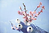 Cherry blossom branches in white vases on a blue background