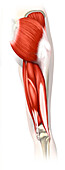 Hamstring muscles, illustration