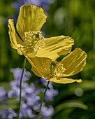 Welsh poppy (Papaver cambricum)