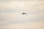 Greater flamingo flying, Ebro Delta, Tarragona, Spain