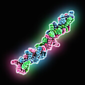 Synthetic collagen-like mimetic peptide, molecular model