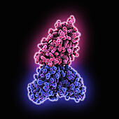 SARS-CoV-2 spike protein complex, molecular model