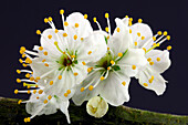 Blackthorn (Prunus spinosa) in flower