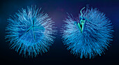 Giant virus particles releasing DNA, illustration