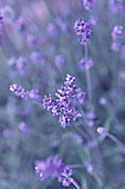 Lavendel (Lavandula angustifolia) im sommerlichen Garten