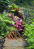 Frisch geerntete Möhren und Rote Bete aus dem Garten