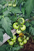 Strauch mit grünen Tomaten im Garten