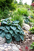 Funkien (Hosta) in einem steinigen Gartenbereich