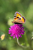 Small tortoiseshell (Aglais urticae) on purple scabiosa