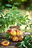 Basket of fresh peaches and apricots under a tree