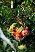 Freshly harvested garden tomatoes in a wire basket