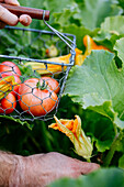 Tomaten und Zucchiniblüten im Garten ernten