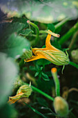 Zucchini flowers in the garden