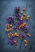 Orange-coloured fruits of the tree strangler (Celastrus orbiculatus) and purple fruits of the beauty fruit (Callicarpa bodinieri) on a dark background