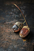 Two acorns (Quercus), on a rustic, dark background, close-up