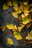 Gelbe Ginkgoblätter (Ginkgo biloba) auf rostigem Metallhintergrund