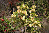 Weiblicher Hopfen (Humulus lupulus) mit reifen Früchten im Spätsommer