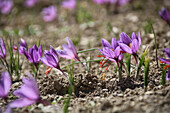 Safran (Crocus sativus) blüht auf einem Feld, Portrait