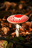 Fliegenpilz (Amanita muscaria) im Wald, close-up