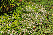 Waldastern (Aster divaricatus) im Gartenbeet