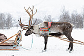 Reindeer with sleigh in snow flurries, Norway