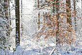 Winterwald im Gegenlicht mit schneebedeckten Bäumen und orangefarbenem Laub