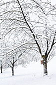 Snow-covered cherry trees (Prunus) with birdhouse in winter, Jura, Aargau, Switzerland