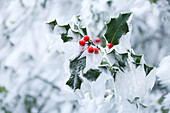 Stechpalme (Ilex aquifolium) mit roten Beeren eingehüllt in Rauhreif