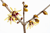 Blüten der chinesischen Winterblüte (Chimonanthus praecox) vor weißem Hintergrund