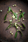 Mistletoe (Viscum album) with white fruit on rusty metal