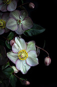 Blüten der Lenzrosen (Helleborus) auf dunklem Untergrund mit Tautropfen