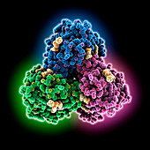 Heme A synthase trimer, molecular model