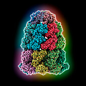 Chaperonin GroEL-GroES, molecular model