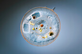 Shelled Arcella amoeba, light micrograph