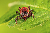 Brown dog tick on vegetation