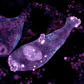 Patrolling macrophages, confocal light micrograph