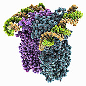 C. elegans SID1 complexed with dsRNA, molecular model