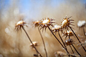 Thistles in Andalucia, Spain