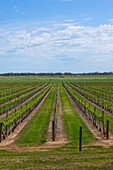 South Australian vineyard