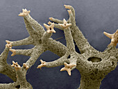 Reindeer lichen, SEM