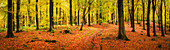 Beech (Fagus sp.) forest in autumn, UK