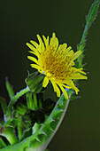 Prickly sow-thistle (Sonchus asper)