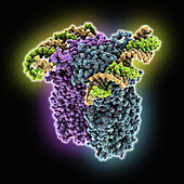 Caenorhabditis elegans SID1 complexed with dsRNA, molecular model