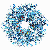 Transitional endoplasmic reticulum ATPase, illustration