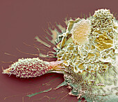 Macrophage and a T cell, SEM