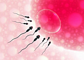 Human sperm approaching egg, illustration