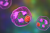 Anaplasma bacteria infecting neutrophils, illustration