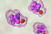 Ehrlichia bacteria morula within macrophages, illustration