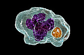 Ehrlichia bacteria morula within macrophages, illustration