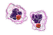 Ehrlichia bacteria morula within macrophages, illustration